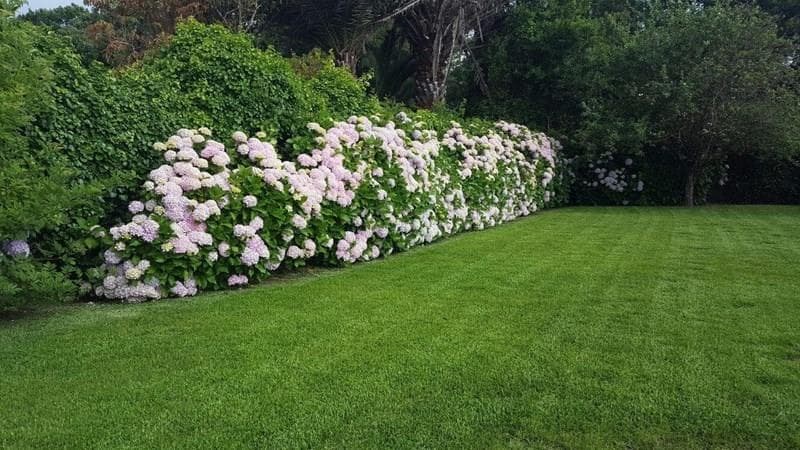10 consejos para alargar la vida de las flores de primavera