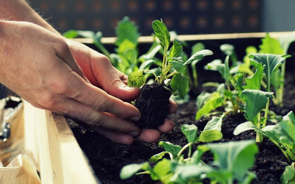Cómo crear un huerto urbano