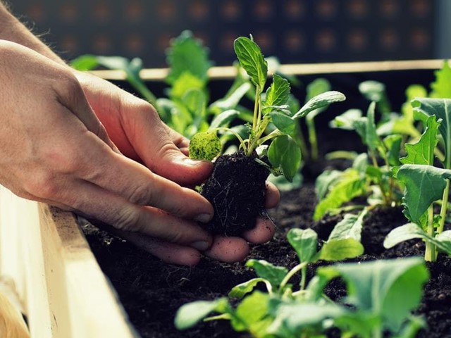 Cómo crear un huerto urbano