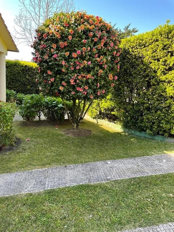 ¿Cómo elegir el árbol perfecto para crear sombra en tu nuevo jardín?