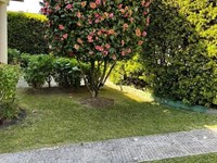 ¿Cómo elegir el árbol perfecto para crear sombra en tu nuevo jardín?