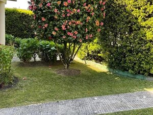 ¿Cómo elegir el árbol perfecto para crear sombra en tu nuevo jardín?