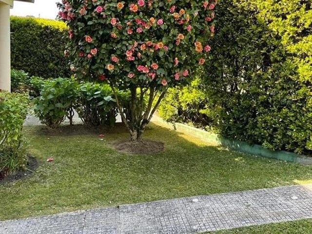 ¿Cómo elegir el árbol perfecto para crear sombra en tu nuevo jardín?