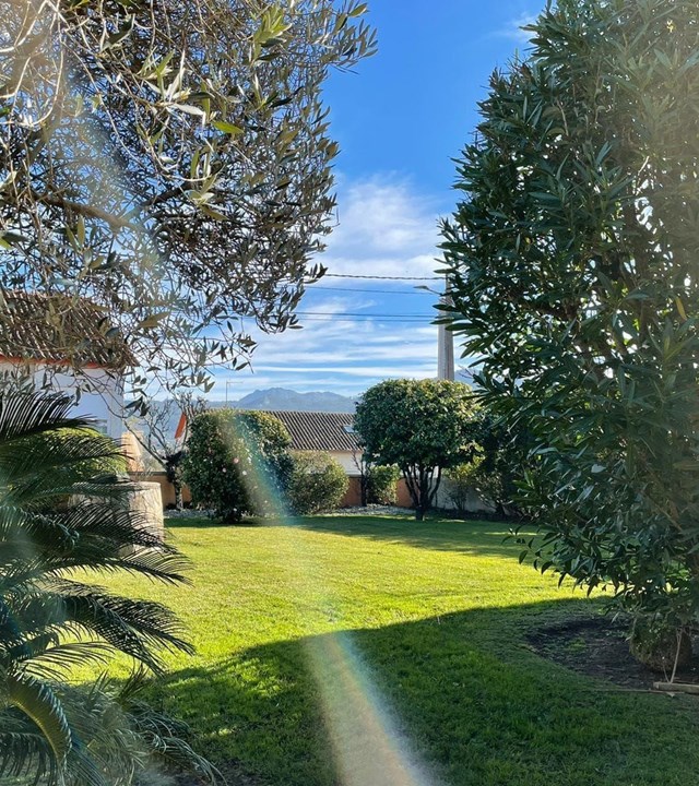 ¿Cómo elegir el árbol perfecto para crear sombra?