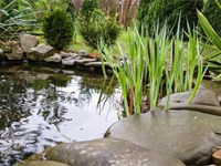 ¿Cómo es el mantenimiento de un estanque?