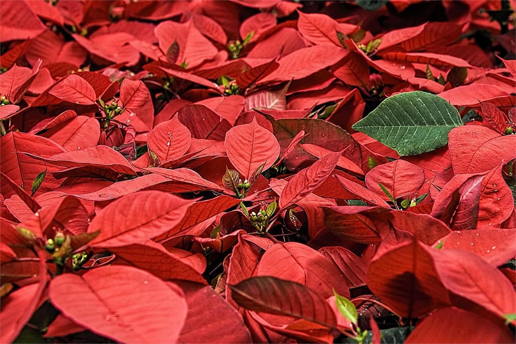 Después de Navidad… ¿qué hacemos con el árbol y la Flor de Pascua?