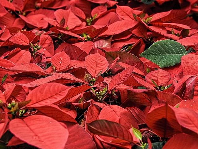 Después de Navidad… ¿qué hacemos con el árbol y la Flor de Pascua?