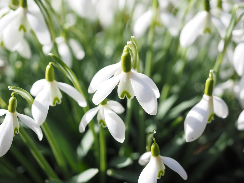 Ideas para la decoración de Navidad con flores naturales