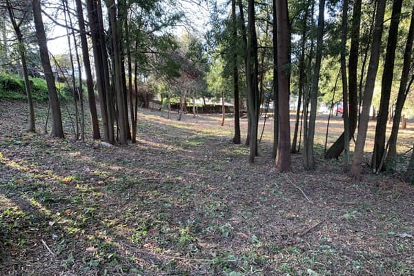 Desbroces manuales, con maquinaria...