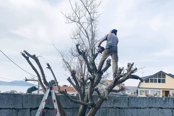 Podas de árboles para saneamiento