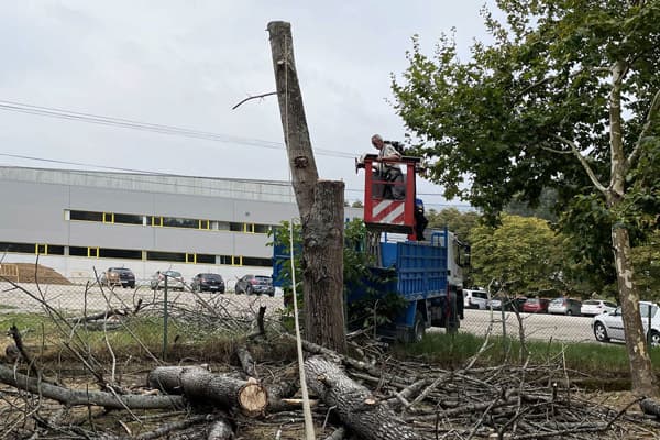 Toda clase de talas de árboles