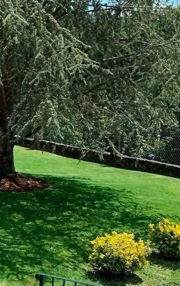 Mantenimiento de jardines en Pontevedra