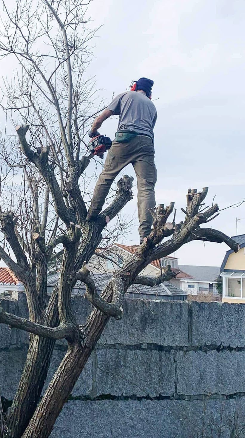 Poda de arbolado en Pontevedra