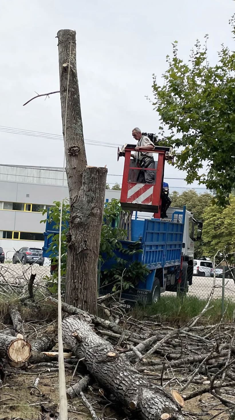 Poda y tala de arboles en altura en Pontevedra