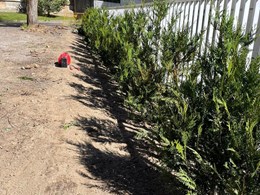 IMG-20250616-WA0198