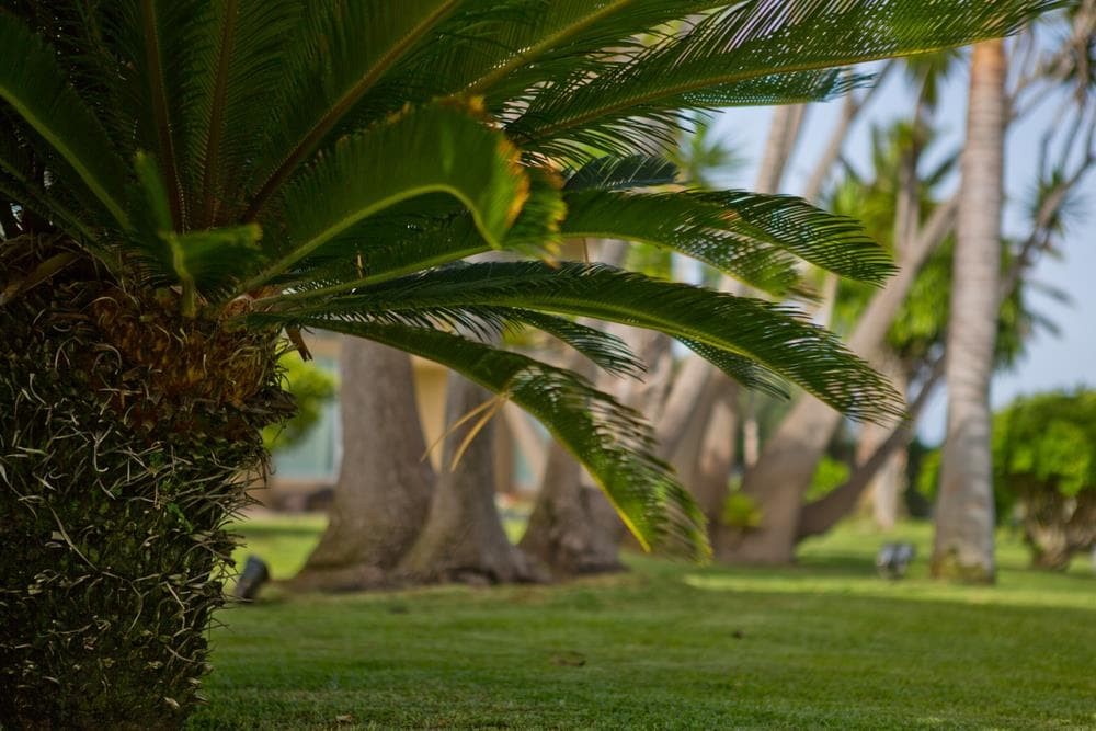 Mantenimiento de palmeras en Pontevedra