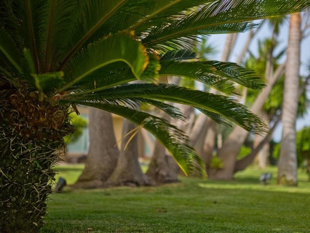 Mantenimiento de palmeras en Pontevedra