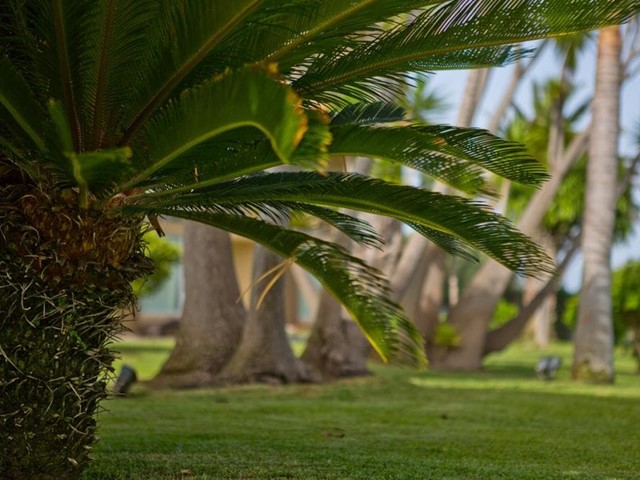 Mantenimiento de palmeras en Pontevedra