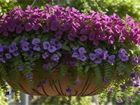 Plantas colgantes: cómo usarlas para decorar terrazas y patios