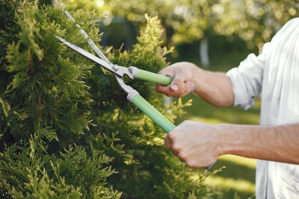 Poda de árboles en septiembre: ¿qué debemos tener en cuenta?