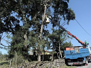 Podas de frutales: la técnica invernal clave para una cosecha abundante