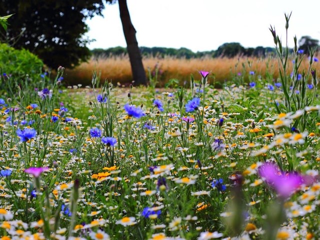 Prepara tu jardín para la primavera