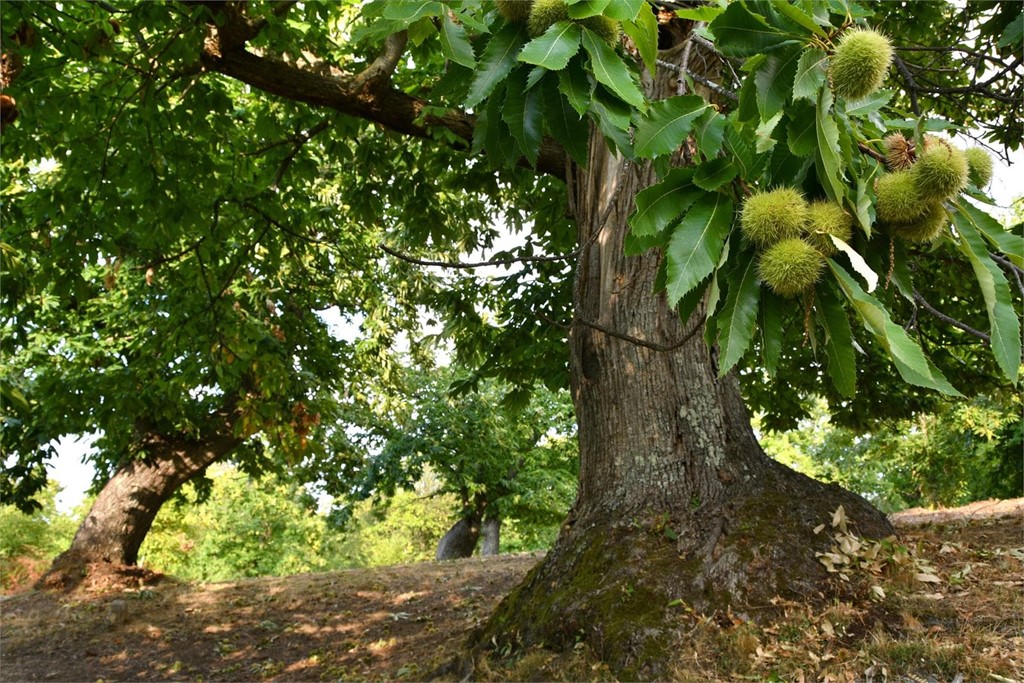 ¿Qué árbol es el más resistente en Pontevedra?