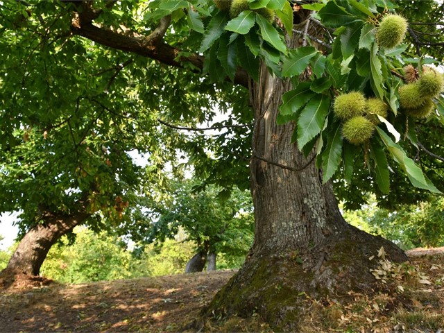 ¿Qué árbol es el más resistente en Pontevedra?