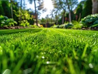 ¿Qué es el mulching y qué materiales utilizar?