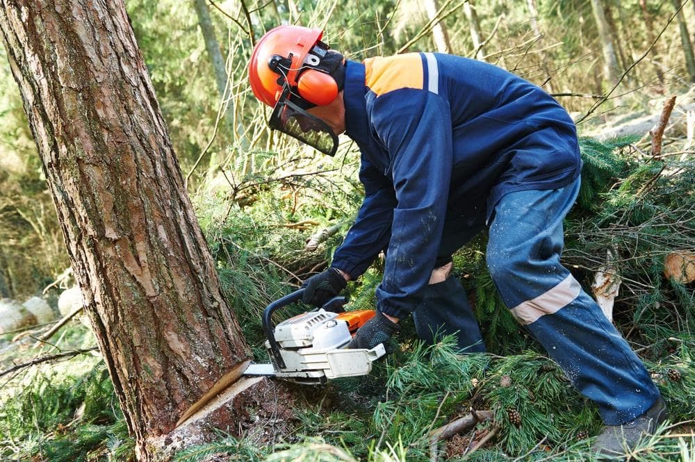 ¿Quieres talar un árbol? ¡Llámanos!