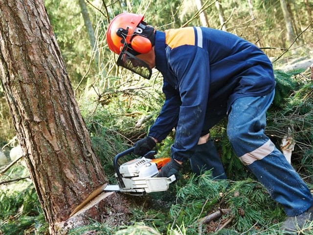 ¿Quieres talar un árbol? ¡Llámanos!