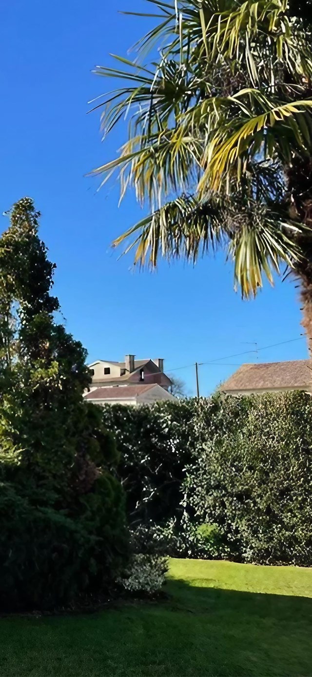 Realizamos poda de árboles en Pontevedra