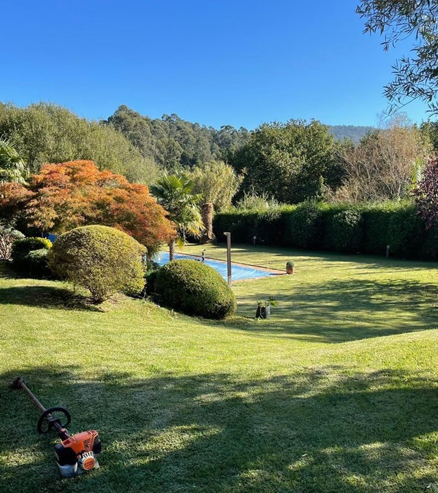 Realizamos poda de árboles en Pontevedra