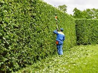 Setos: ¿cada cuánto hay que podarlos?