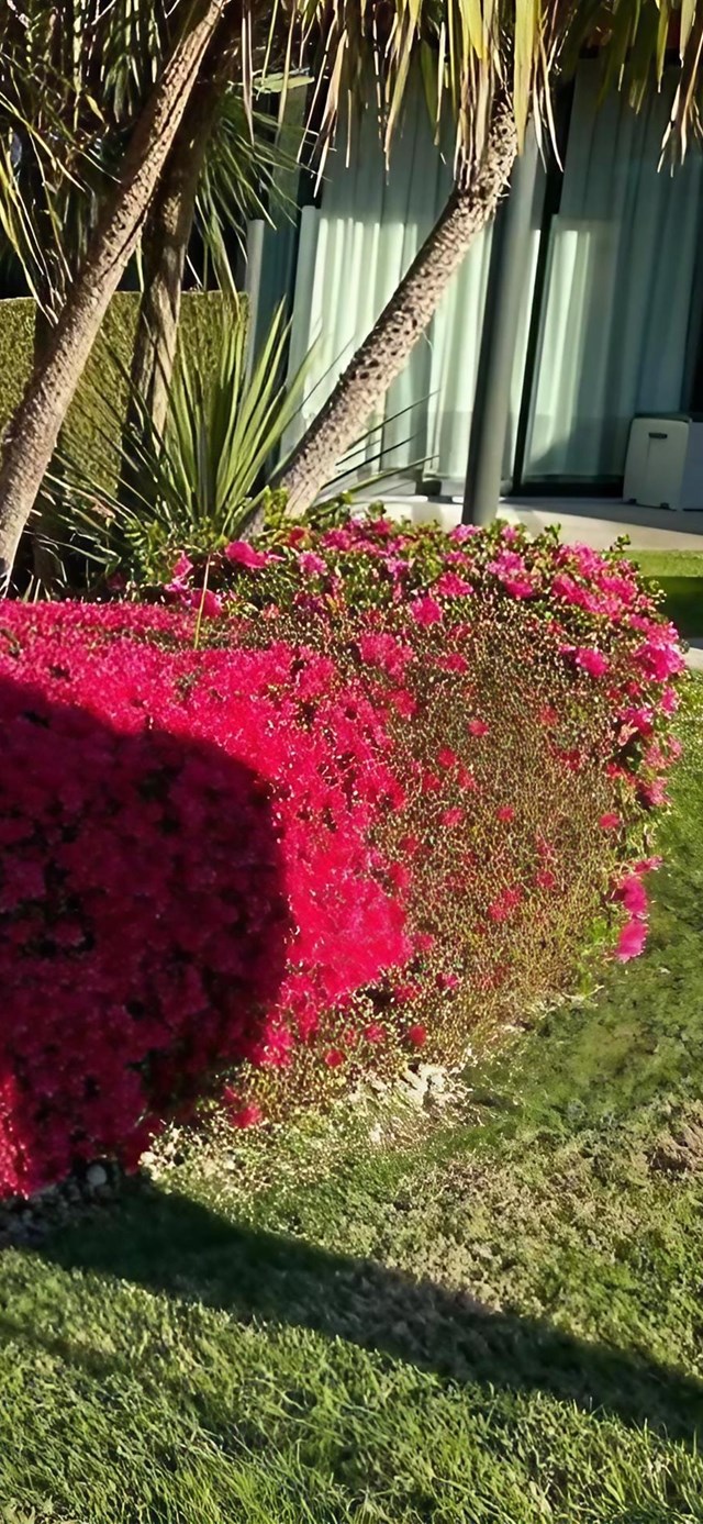 Técnicas de poda para diferentes tipos de plantas