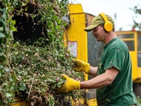 Técnicas de poda para diferentes tipos de plantas